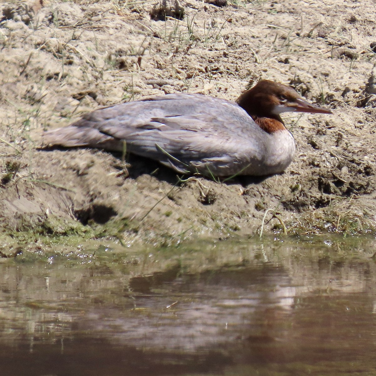 Common Merganser - ML622723780