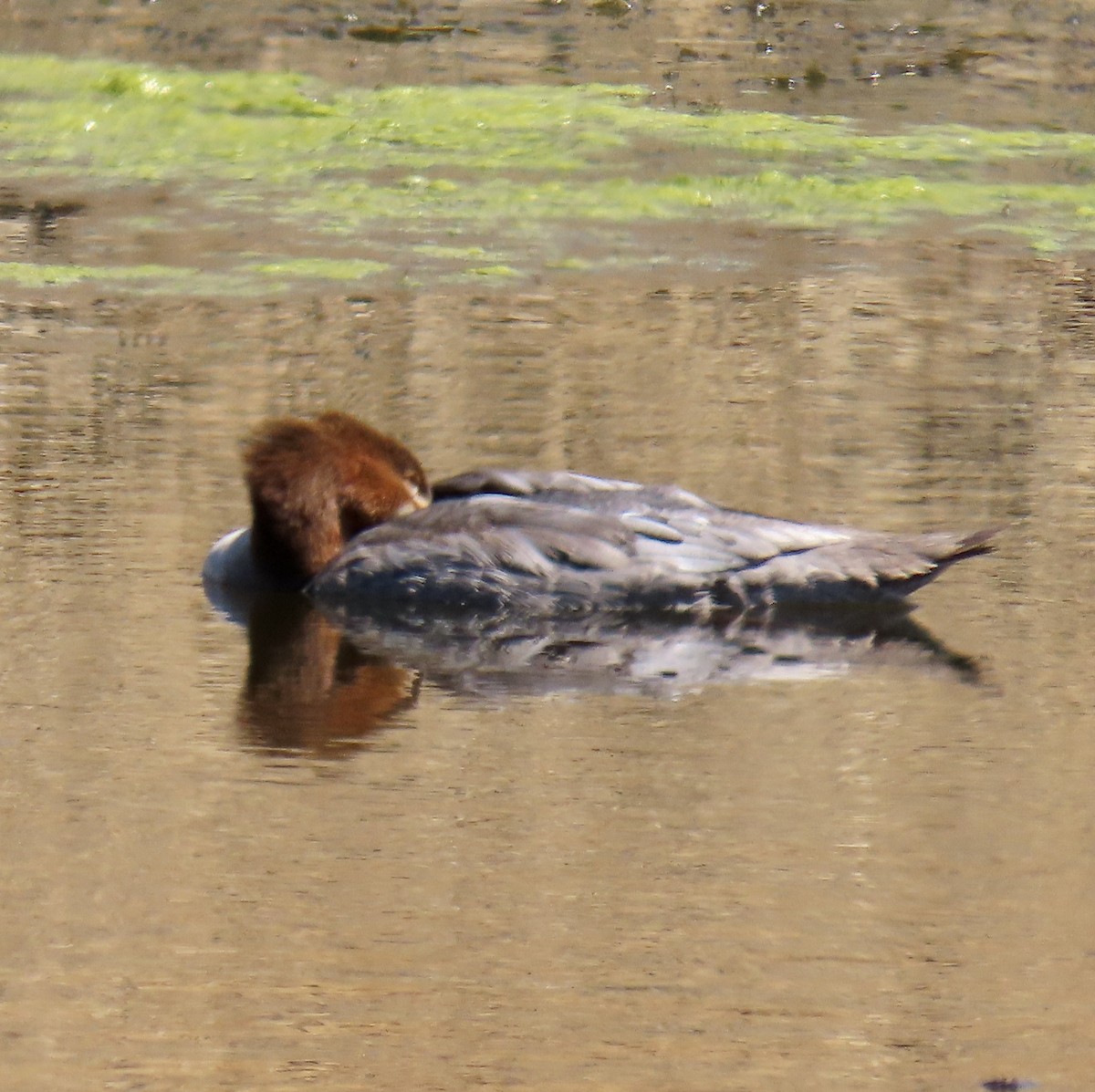 Common Merganser - ML622723789