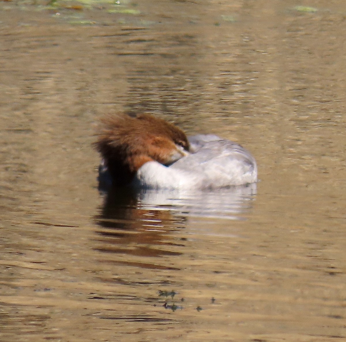 Common Merganser - ML622723794