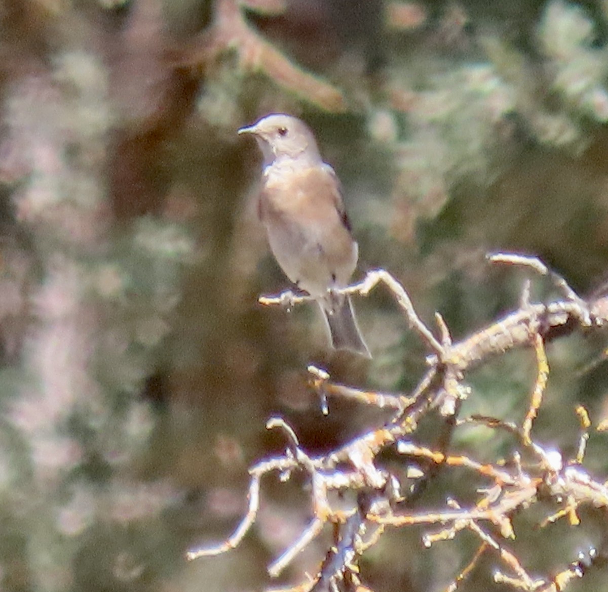 Western Bluebird - ML622723805