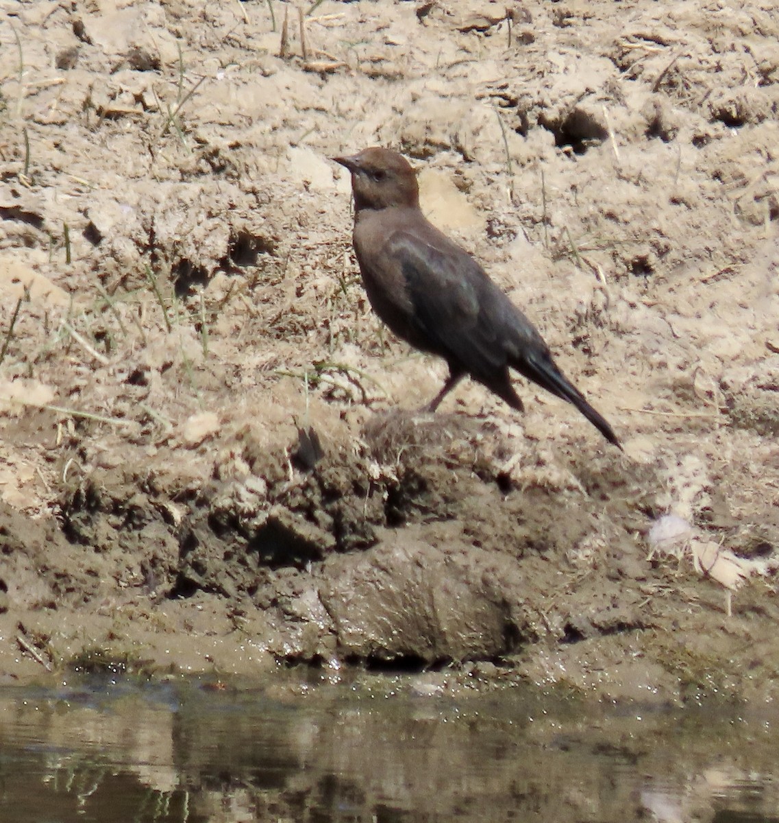 Brewer's Blackbird - ML622723808