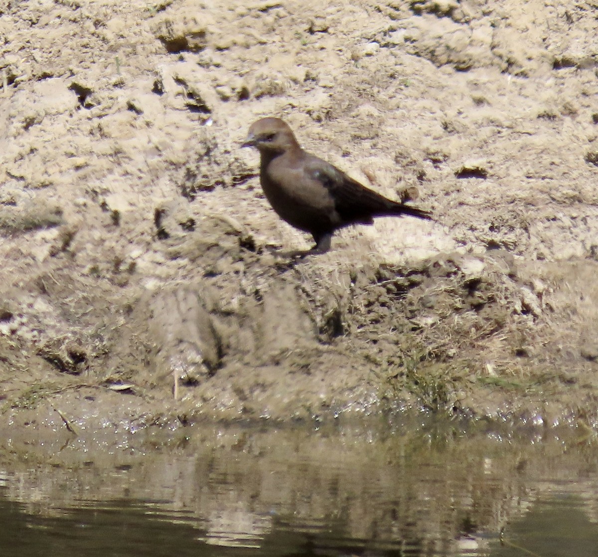 Brewer's Blackbird - ML622723828