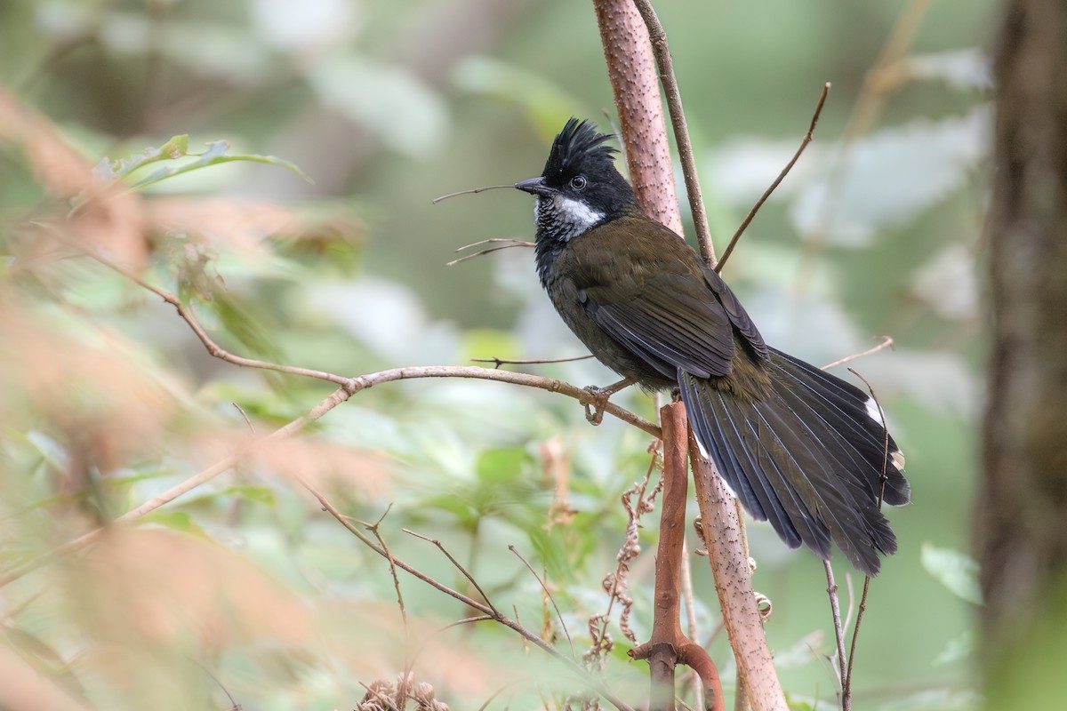 Eastern Whipbird - ML622723978