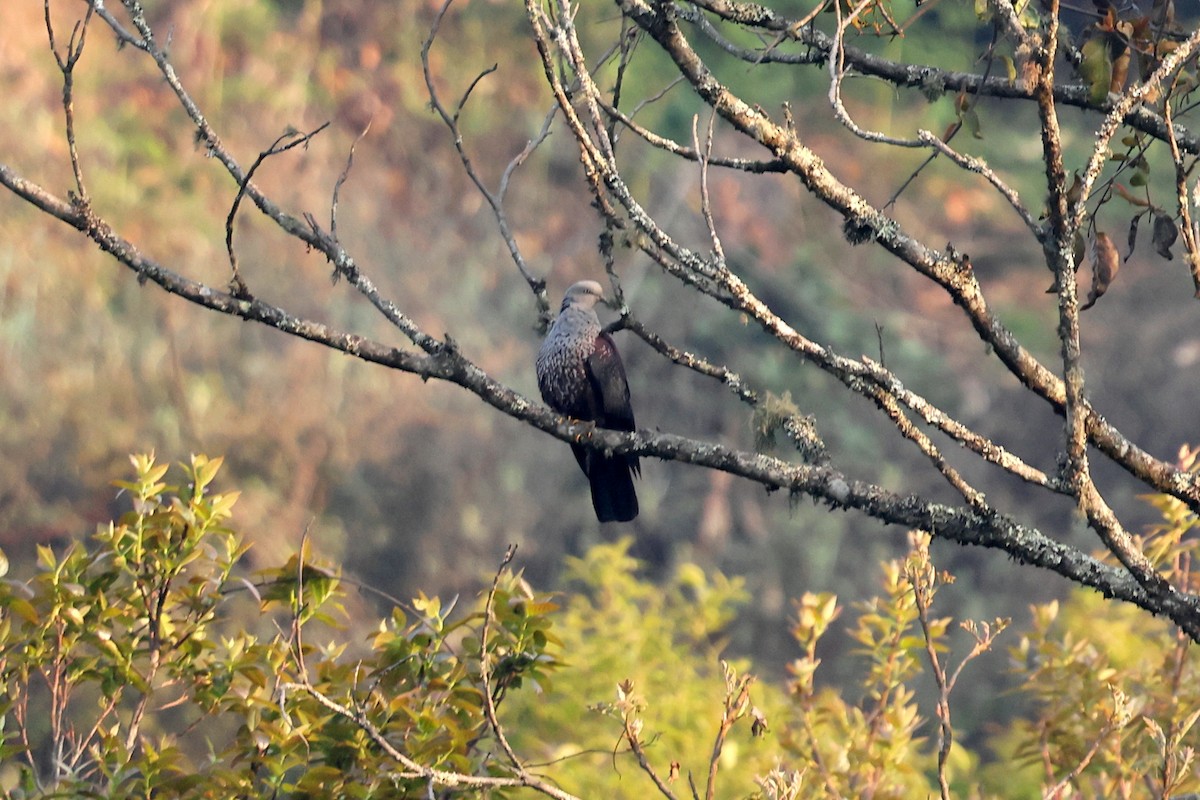 Speckled Wood-Pigeon - ML622723980