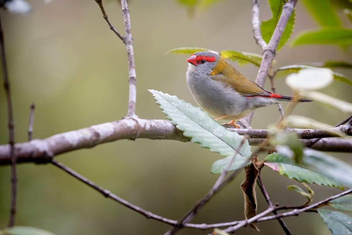 Red-browed Firetail - ML622723981