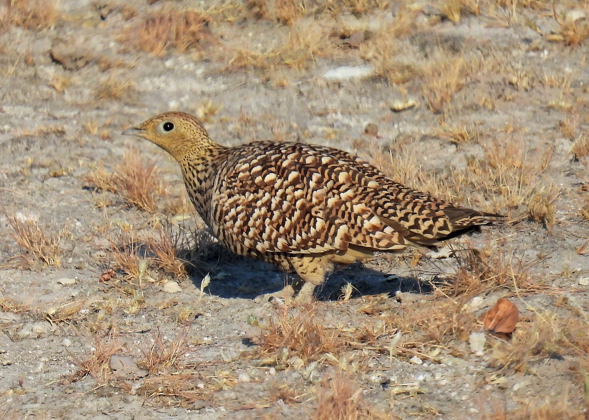 Рябок намібійський - ML622723983