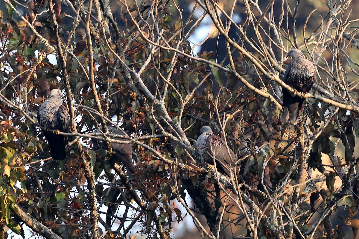 Speckled Wood-Pigeon - ML622723986