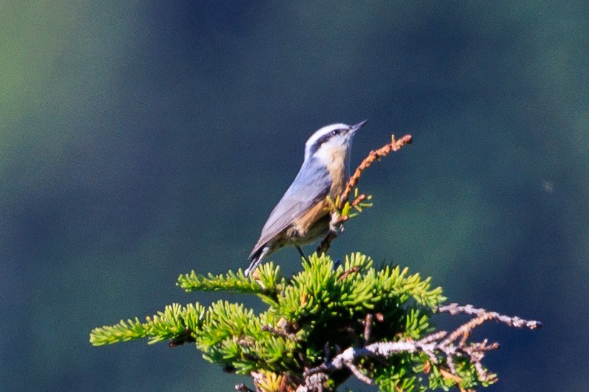 Red-breasted Nuthatch - Denise Turley