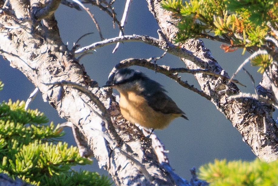 Red-breasted Nuthatch - Denise Turley