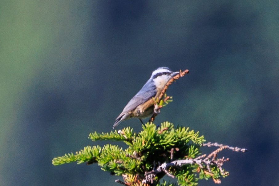 Red-breasted Nuthatch - Denise Turley