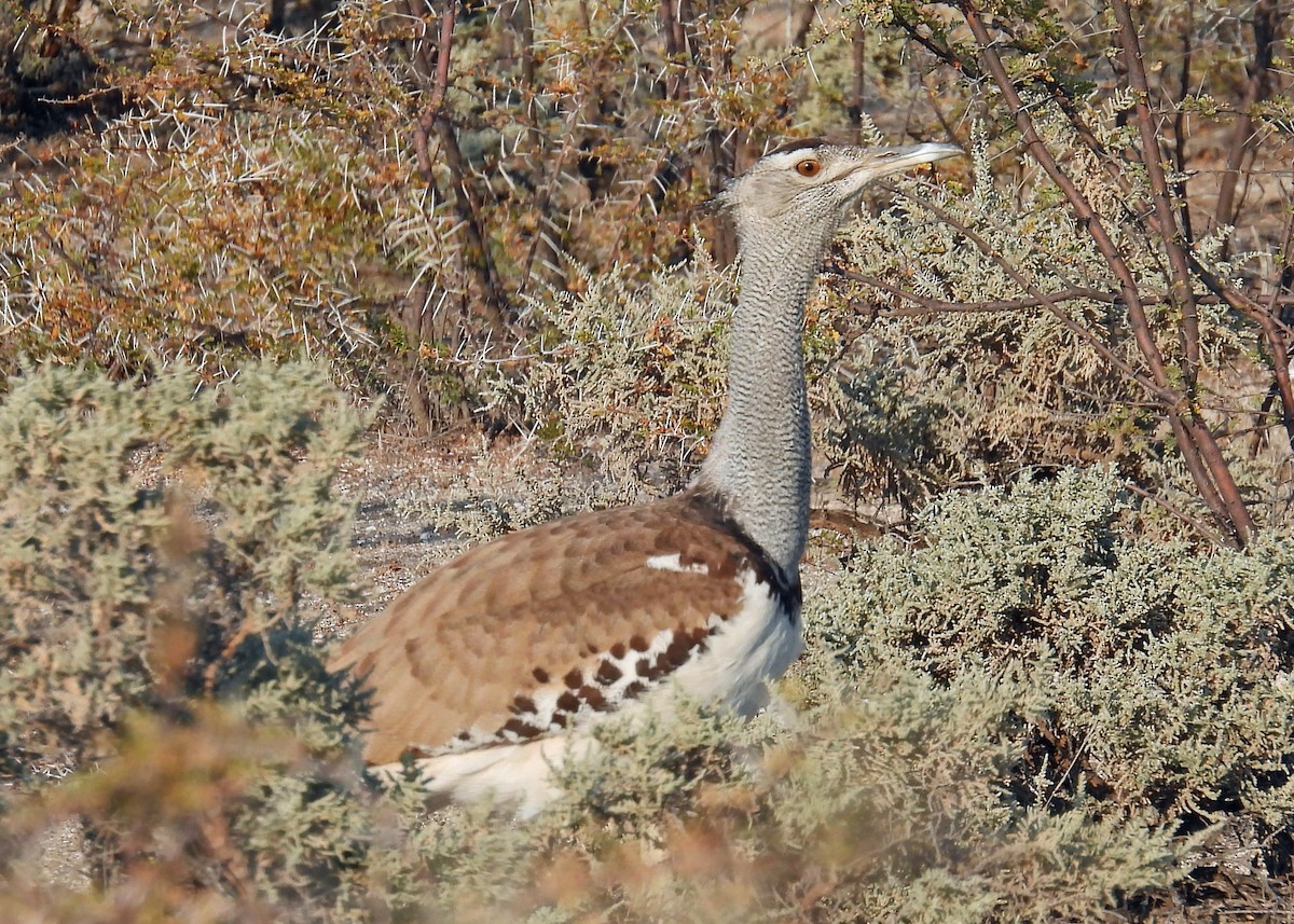 Kori Bustard - ML622724021