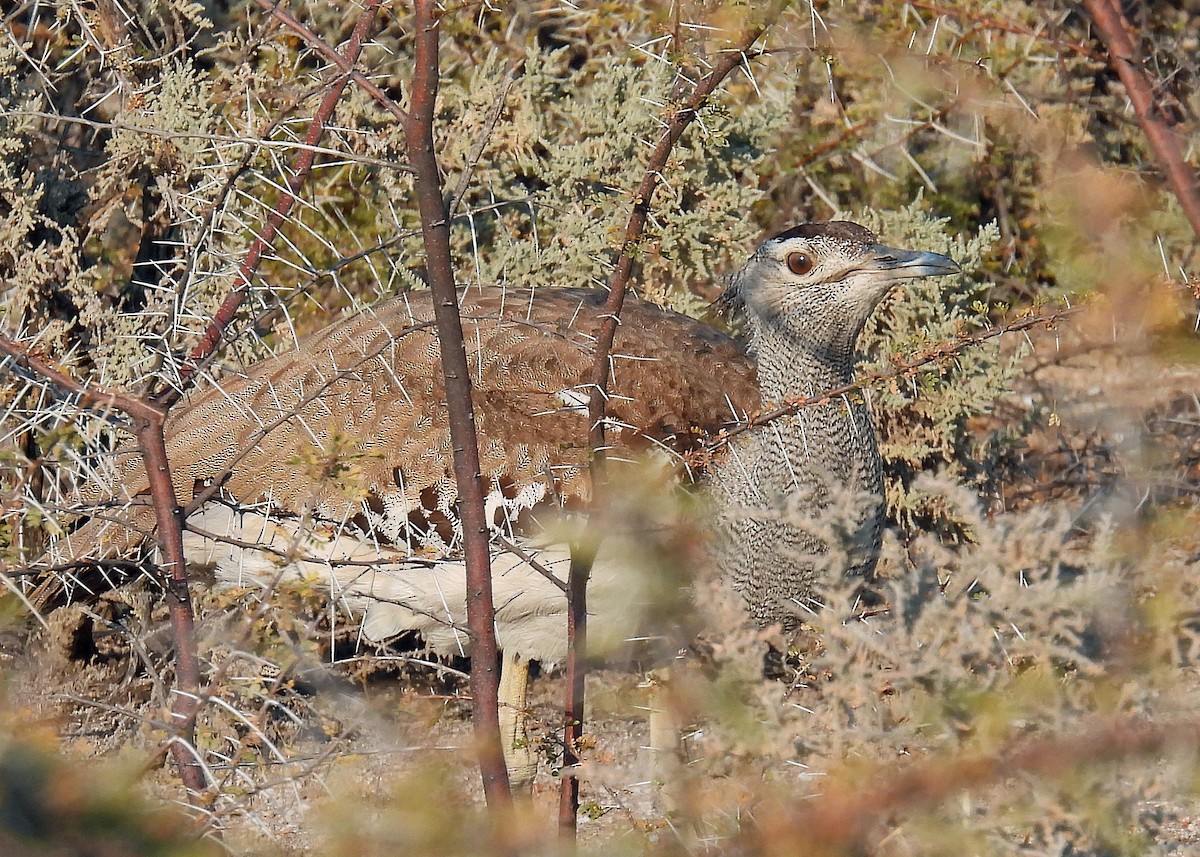 Kori Bustard - ML622724022