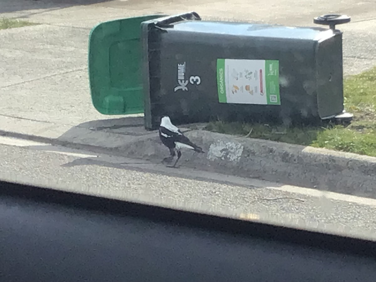 Australian Magpie (White-backed) - ML622724064