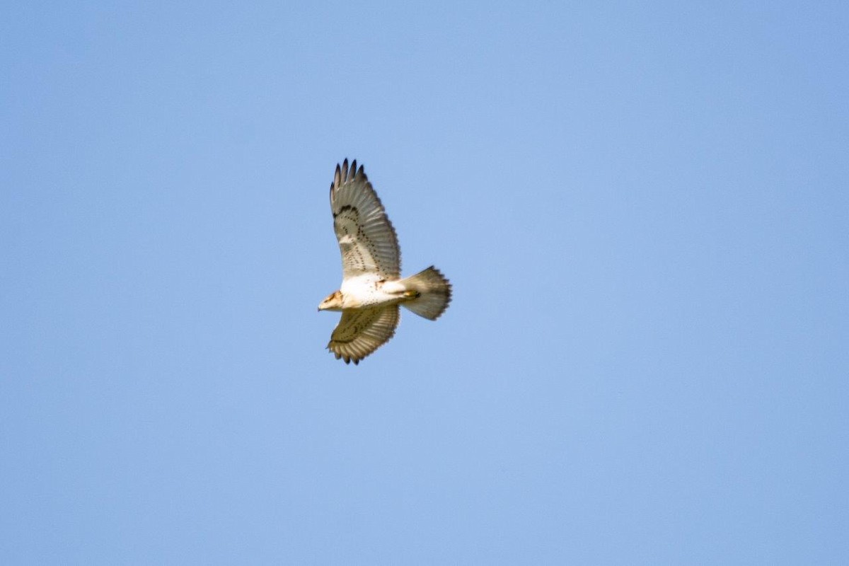 Ferruginous Hawk - ML622724069