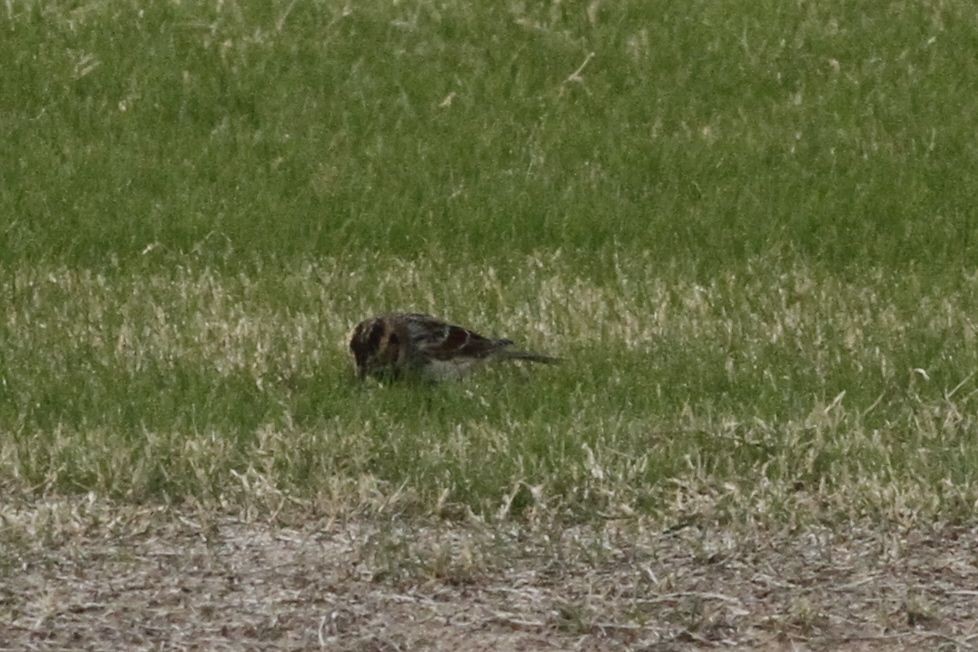 Lapland Longspur - Arizona Bird Committee Data