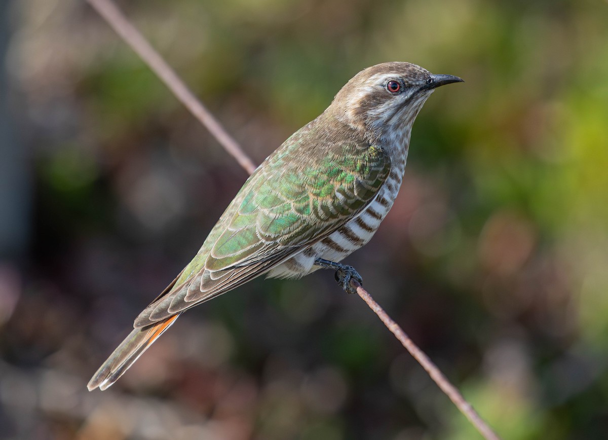 Horsfield's Bronze-Cuckoo - ML622724138