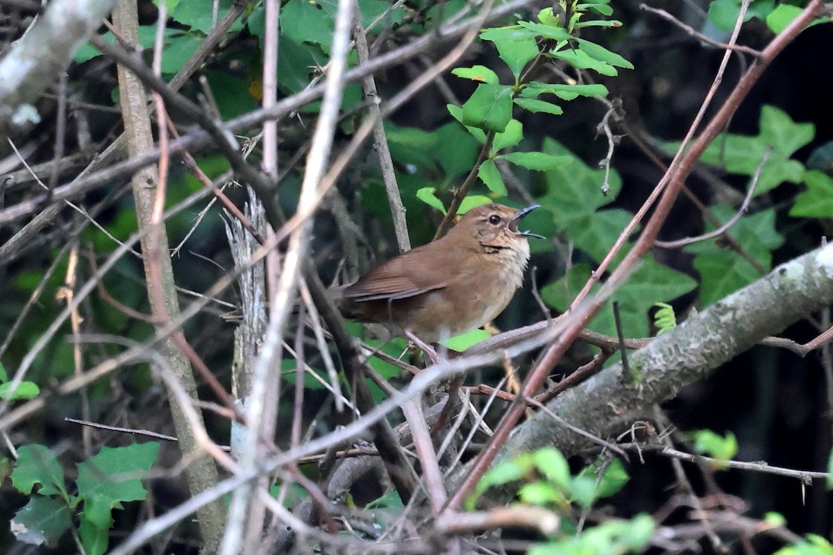 Russet Bush Warbler - ML622724258