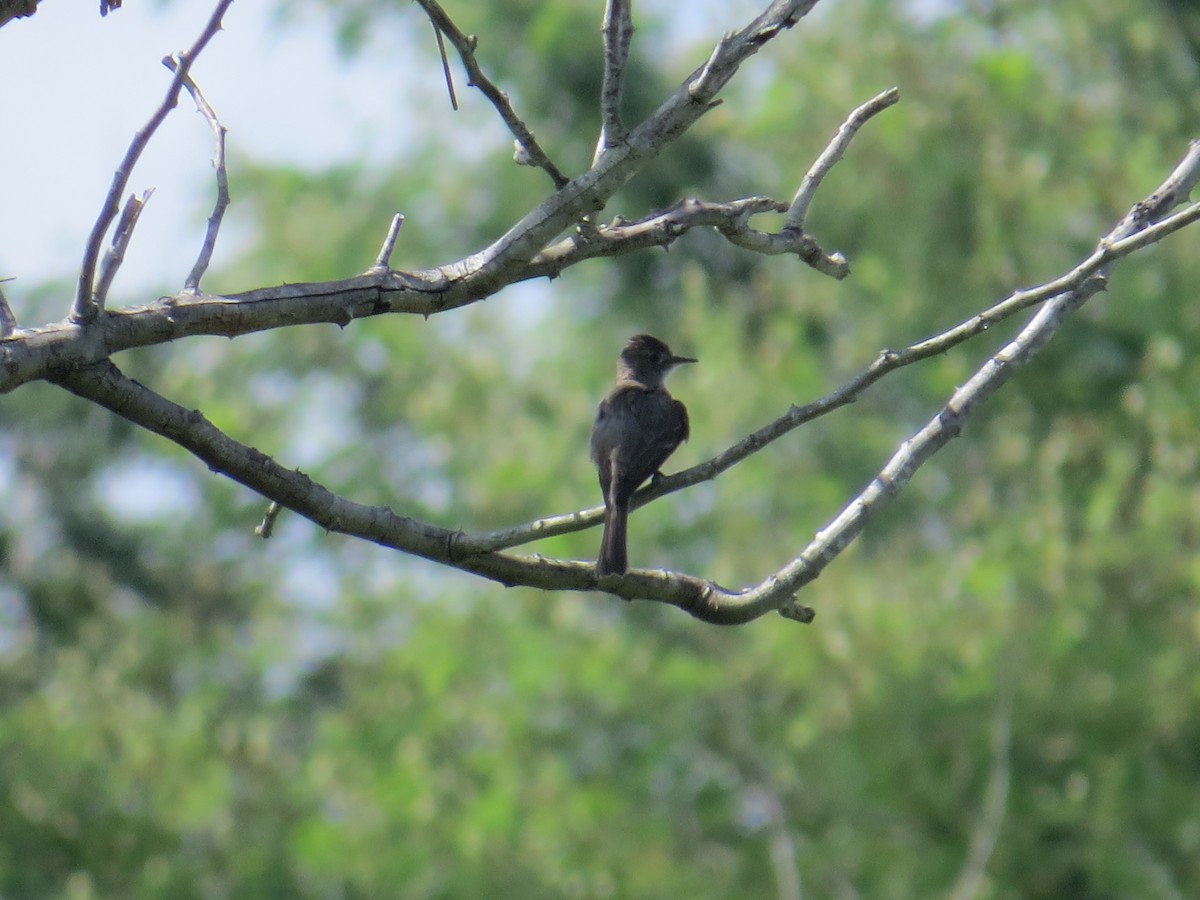 Northern Tropical Pewee - ML622724262