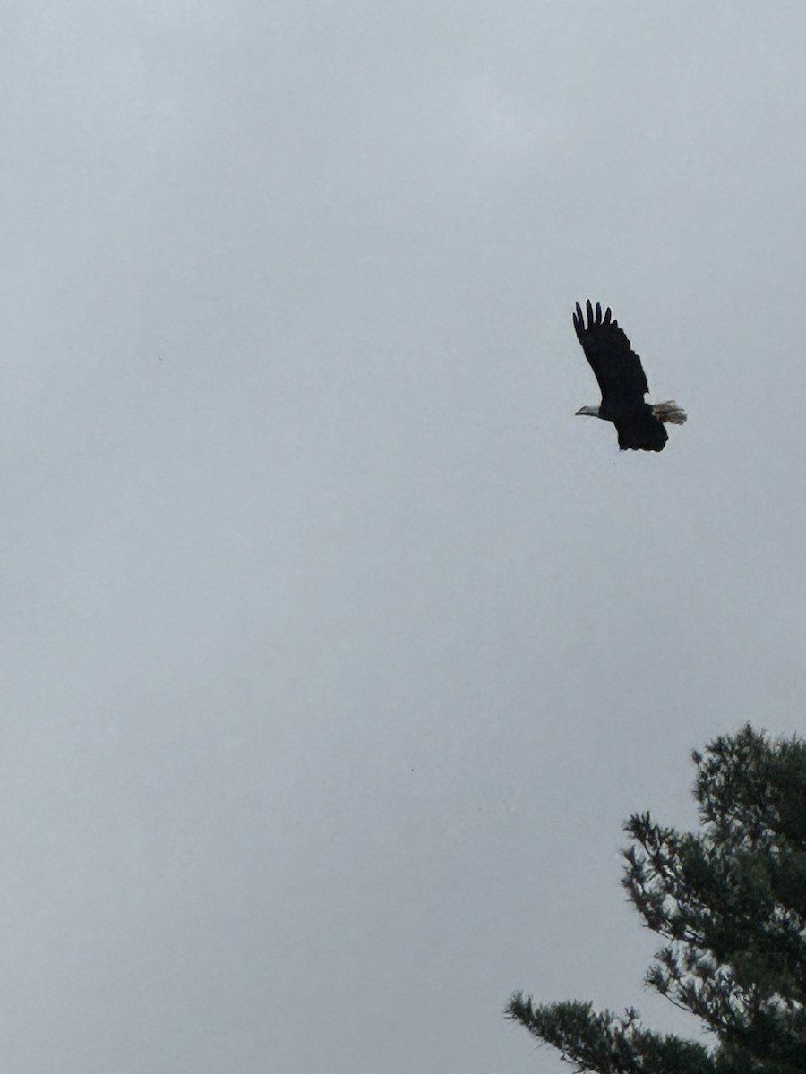 Bald Eagle - ML622724365