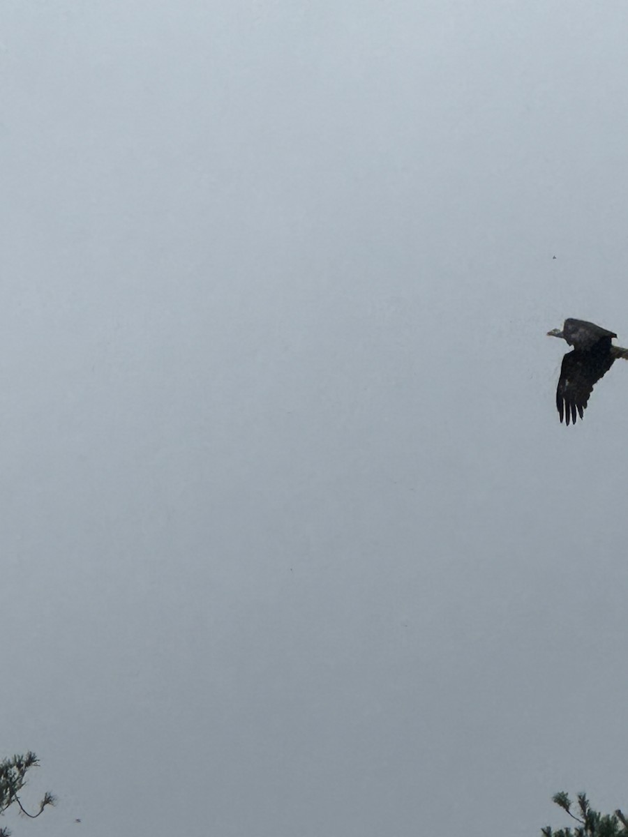 Bald Eagle - Gates Dupont