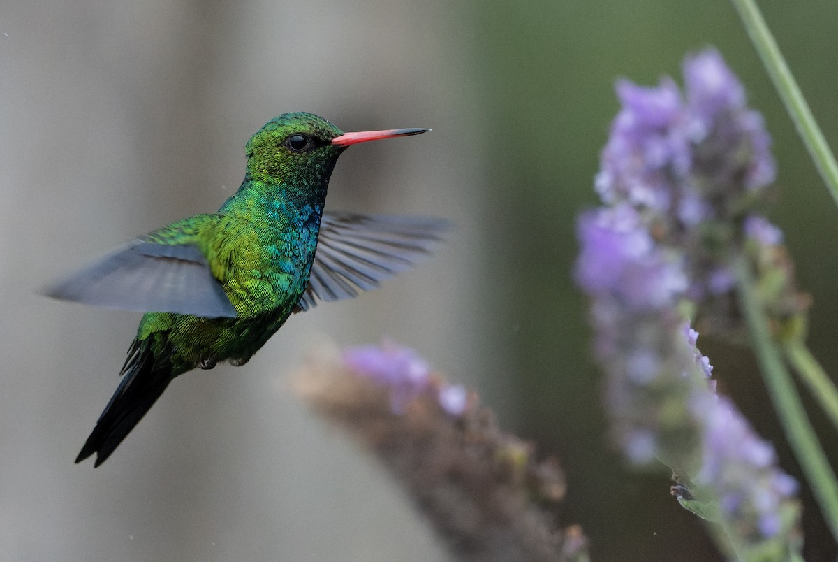 Glittering-bellied Emerald - ML622724380