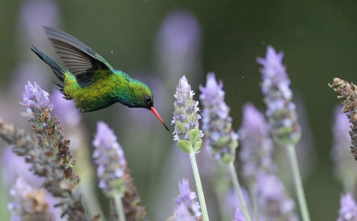Glittering-bellied Emerald - ML622724384