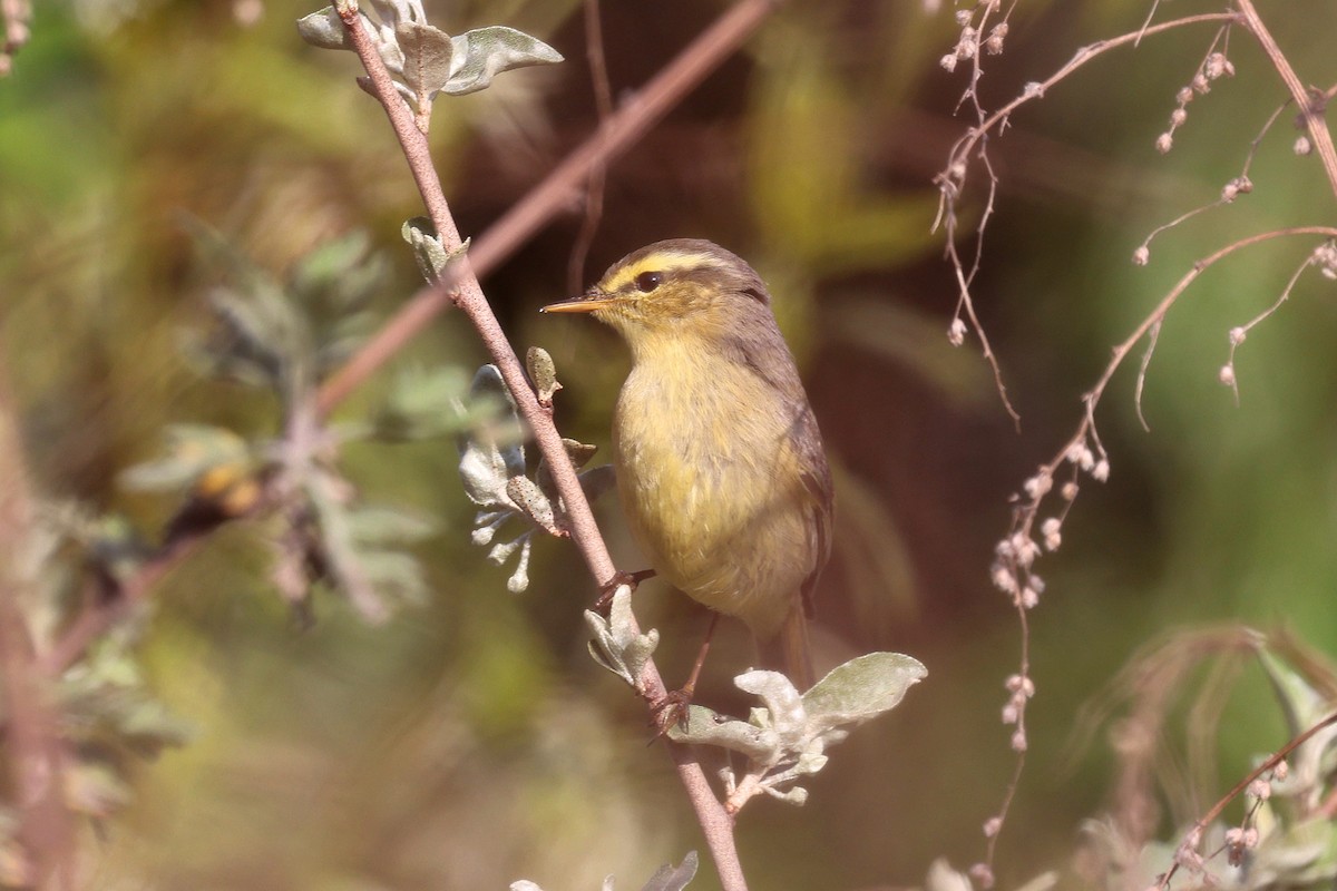 キバラムシクイ（affinis/perflavus） - ML622724442