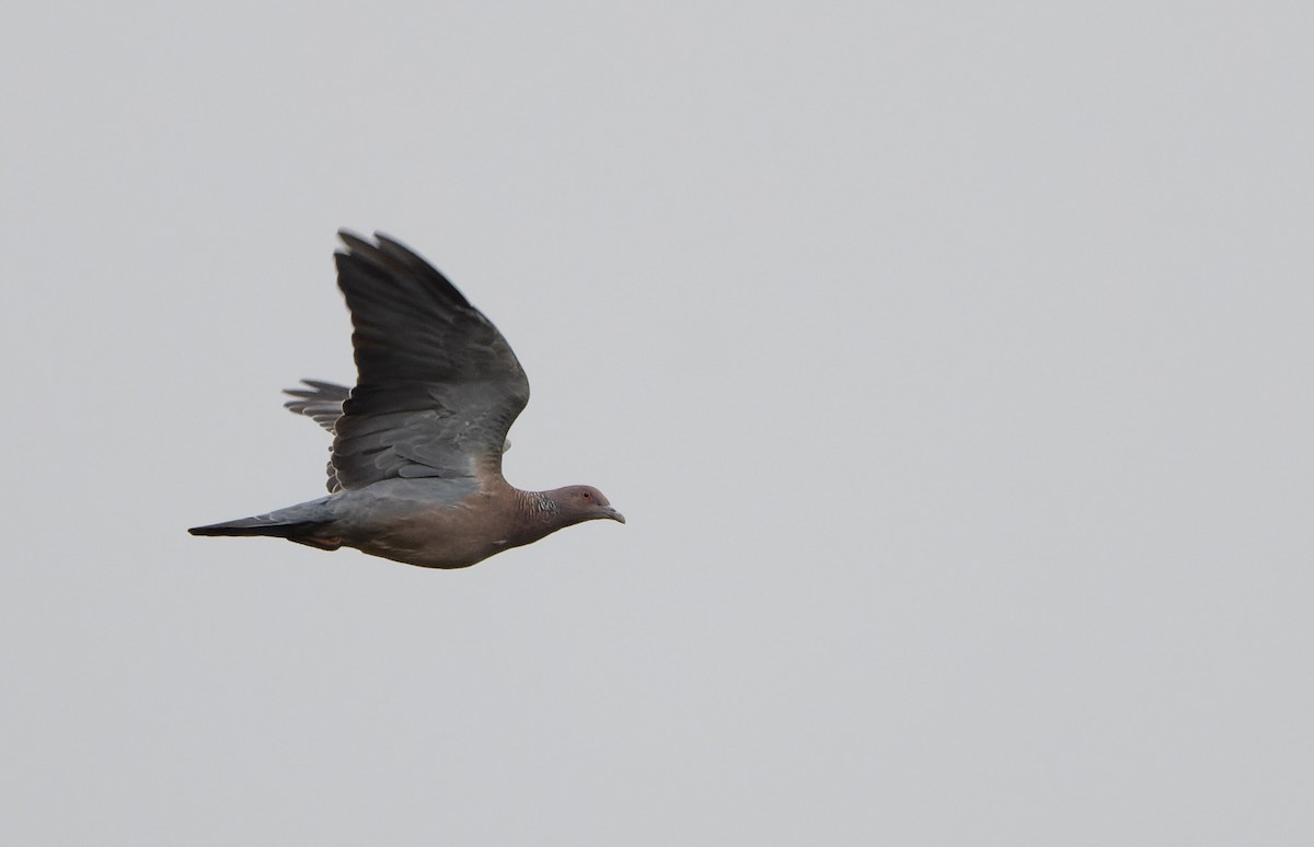 Pigeon picazuro - ML622724481