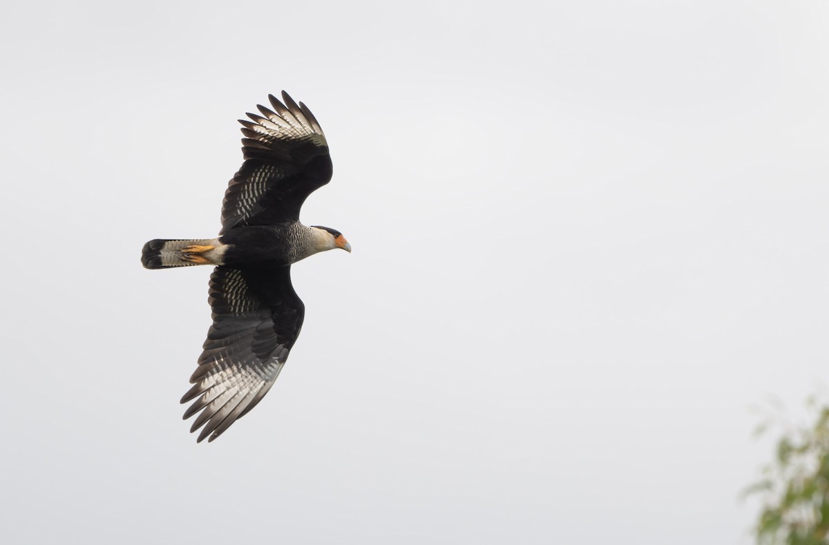 Caracara huppé (plancus) - ML622724491