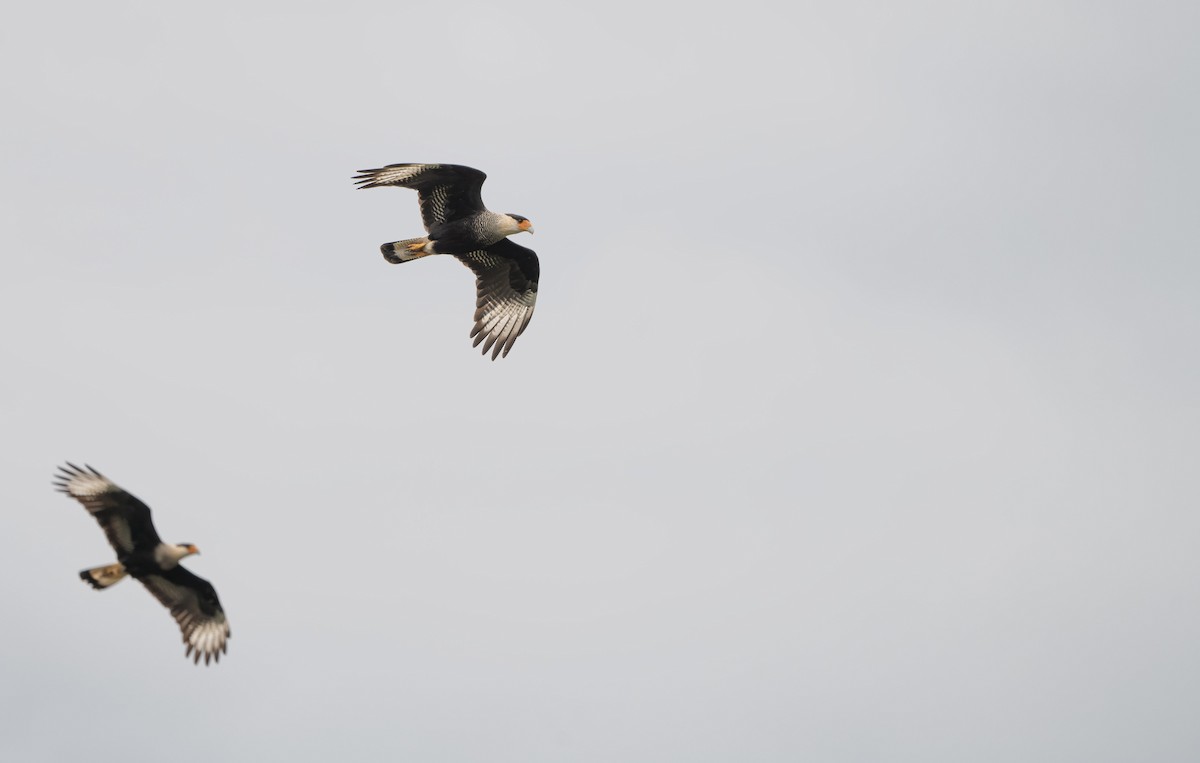 Caracara huppé (plancus) - ML622724492