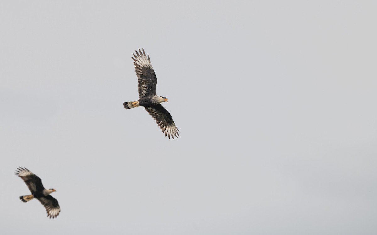 Caracara huppé (plancus) - ML622724493