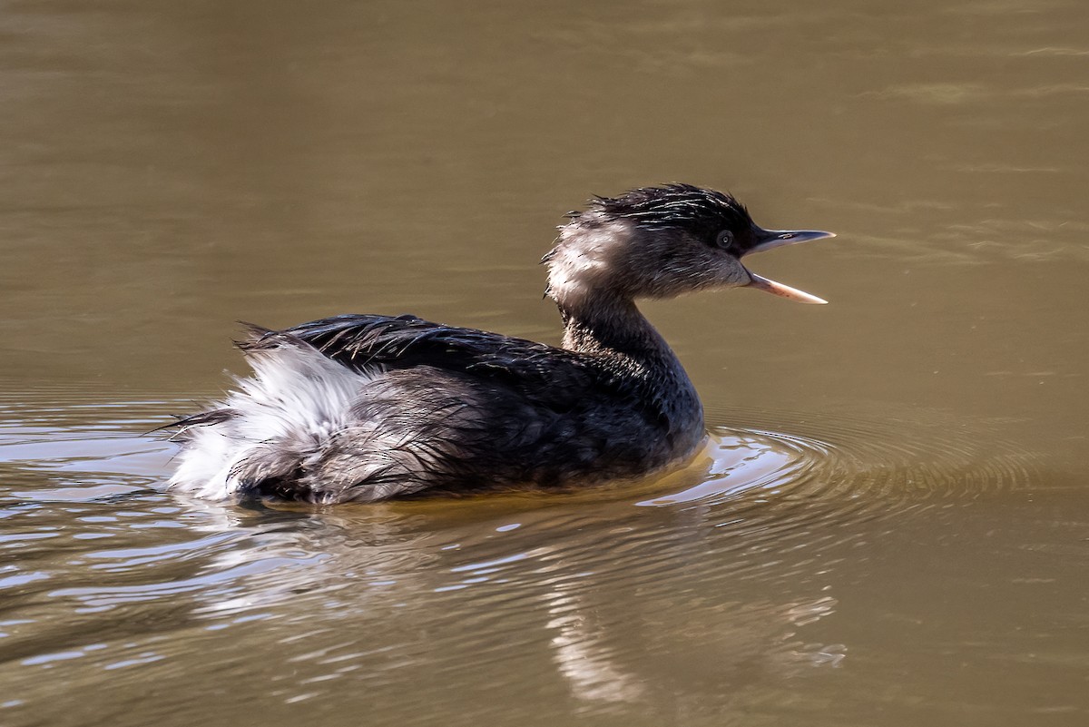 Hoary-headed Grebe - ML622724536