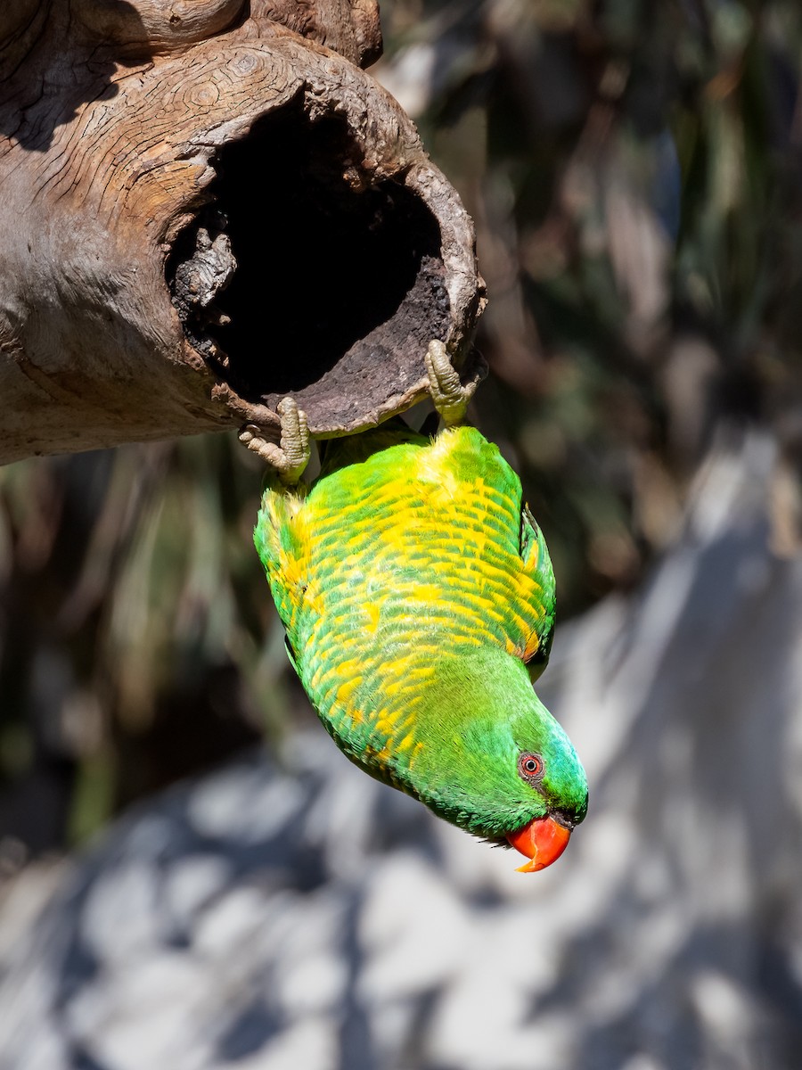 Scaly-breasted Lorikeet - ML622724537