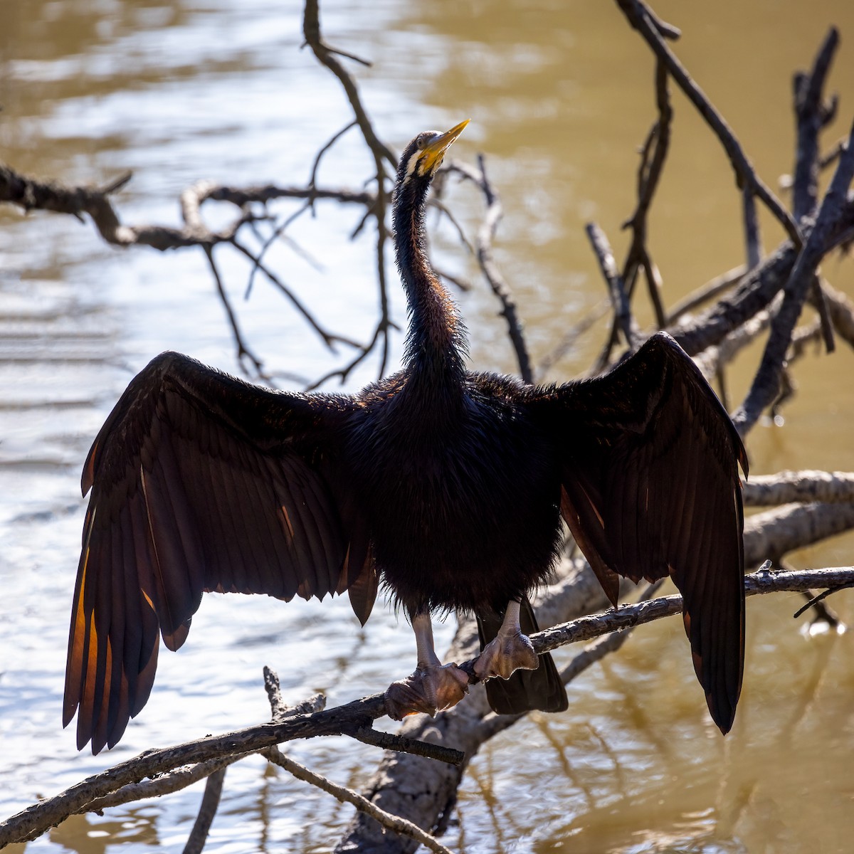 Australasian Darter - ML622724541