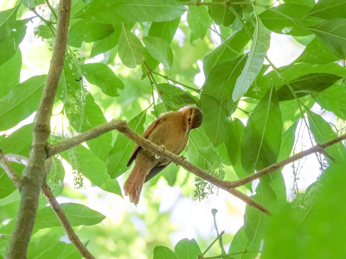 Buff-fronted Foliage-gleaner - ML622724587