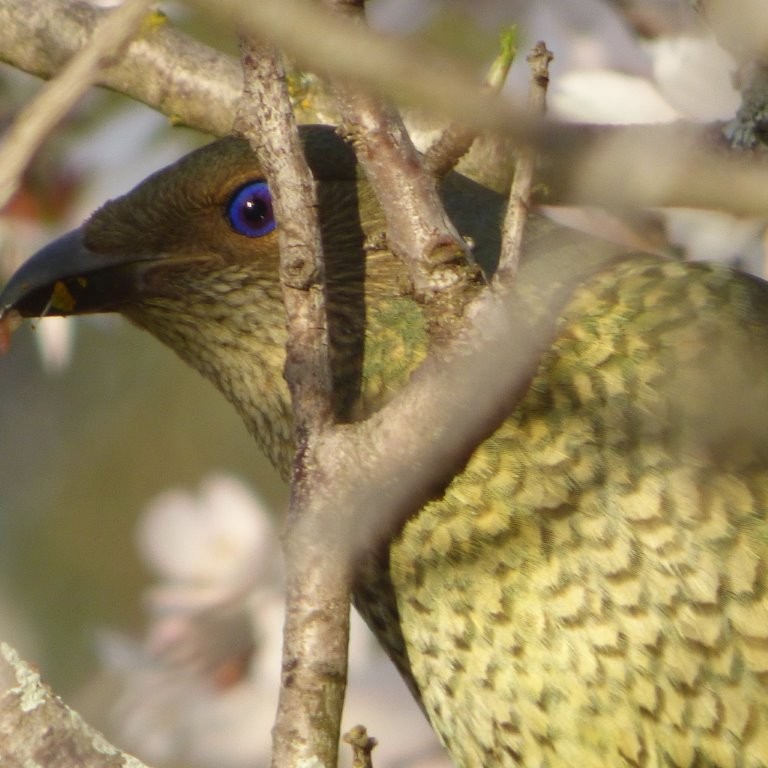 Satin Bowerbird - Michael O’Sullivan