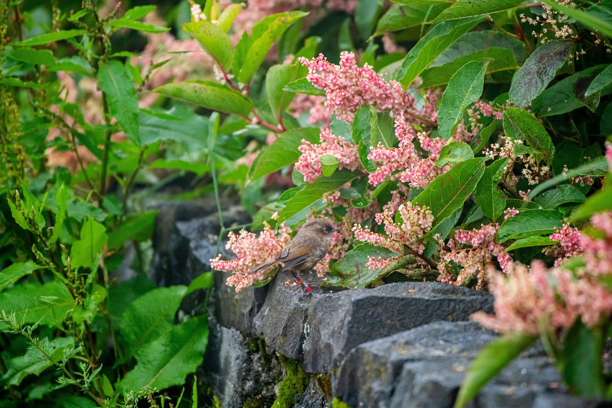 Taiwan Fulvetta - Isolith Huang