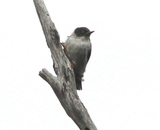 Varied Sittella - ML622724713