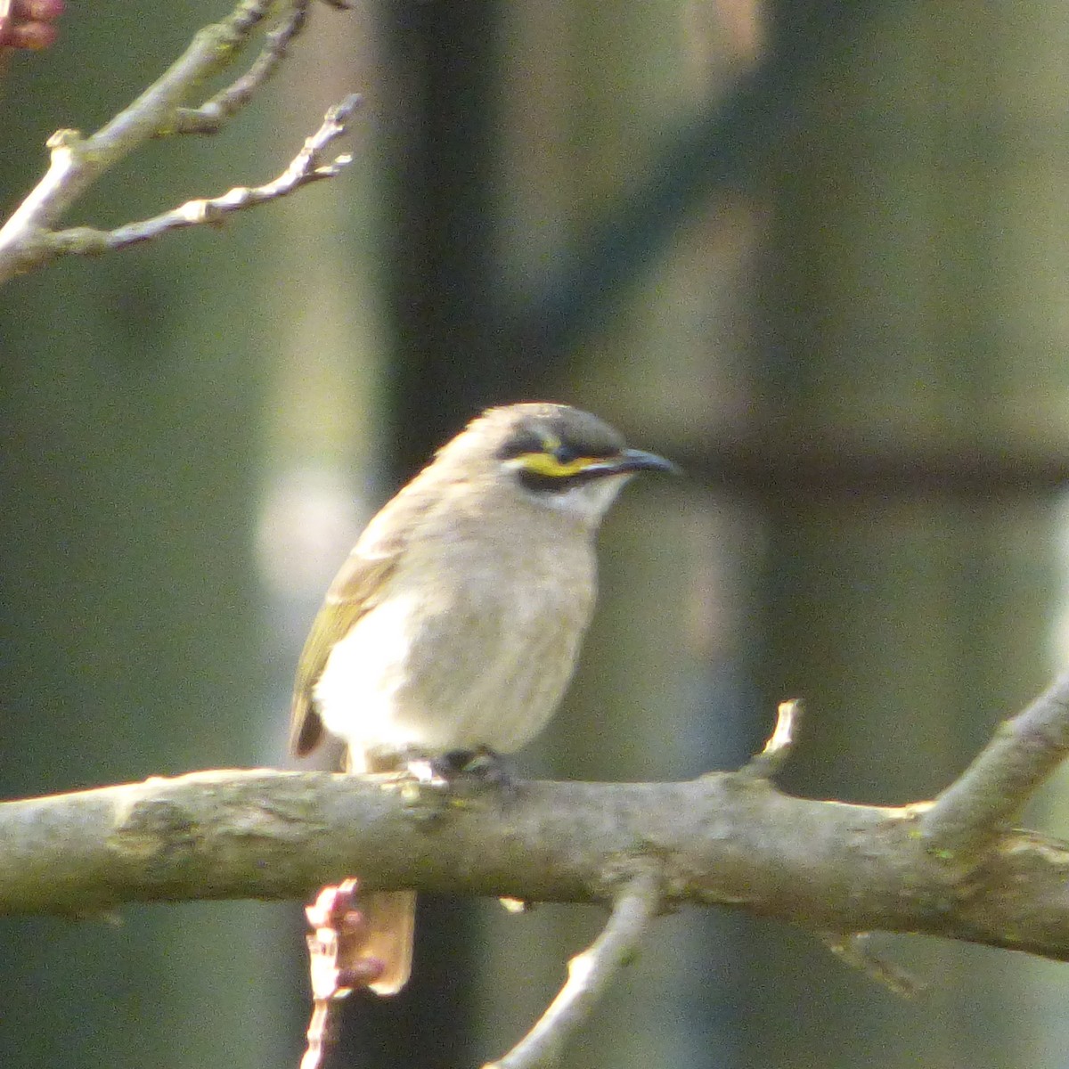 Yellow-faced Honeyeater - ML622724751