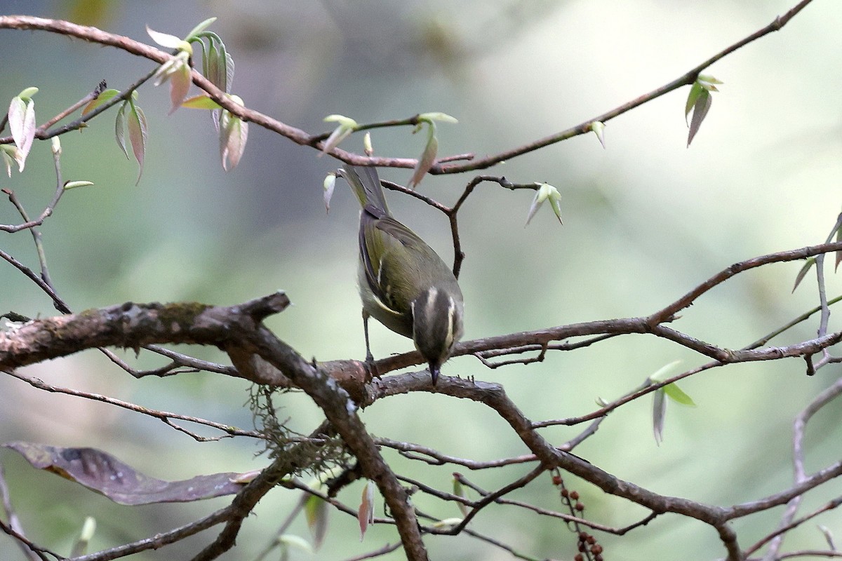 Blyth's Leaf Warbler - ML622724773