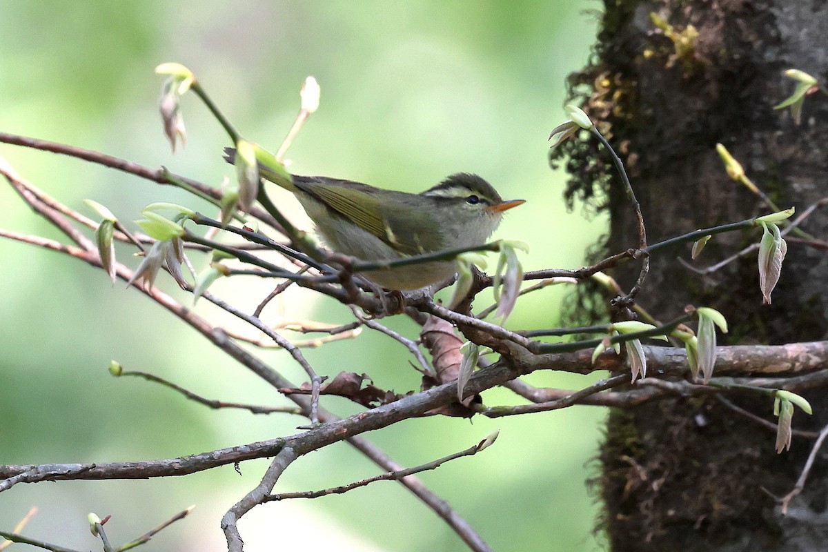 Blyth's Leaf Warbler - ML622724778