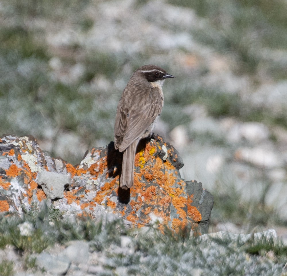 Brown Accentor - ML622724790