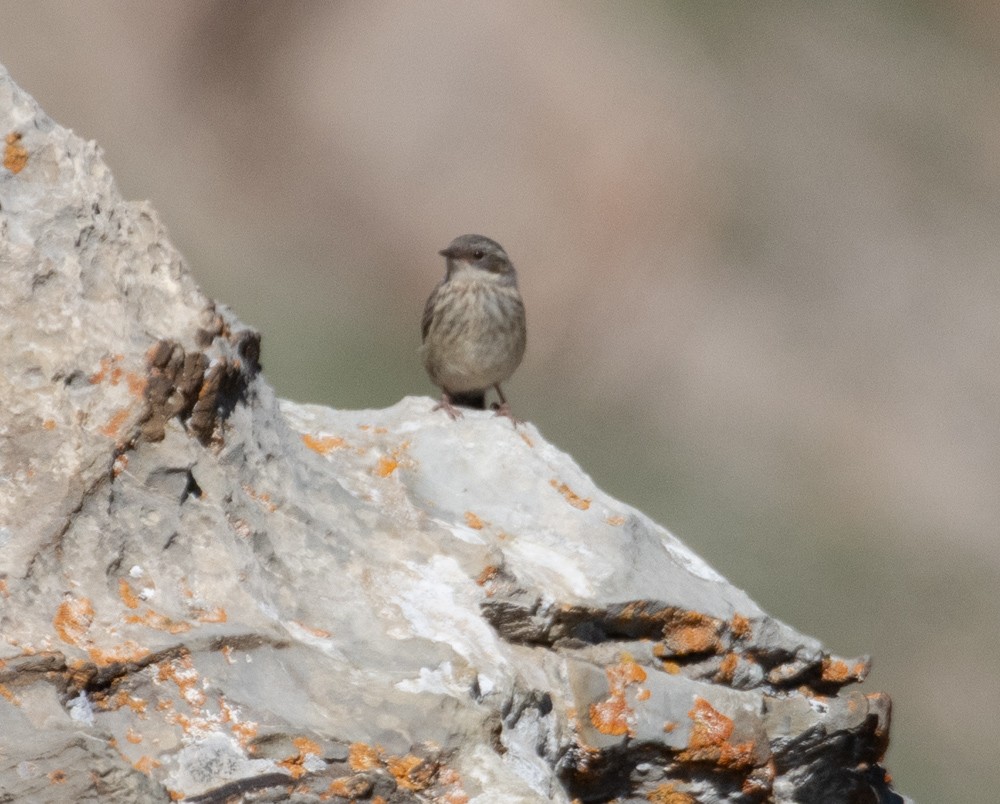 Brown Accentor - ML622724797