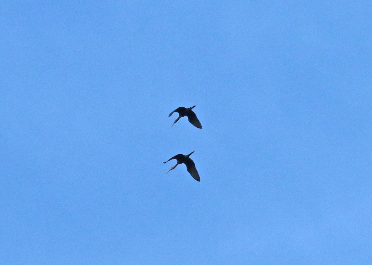 Glossy/White-faced Ibis - ML622724822