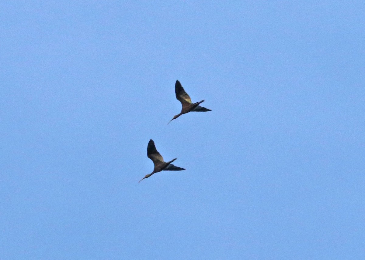 Glossy/White-faced Ibis - ML622724823