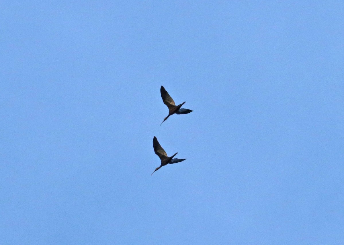 Glossy/White-faced Ibis - ML622724824