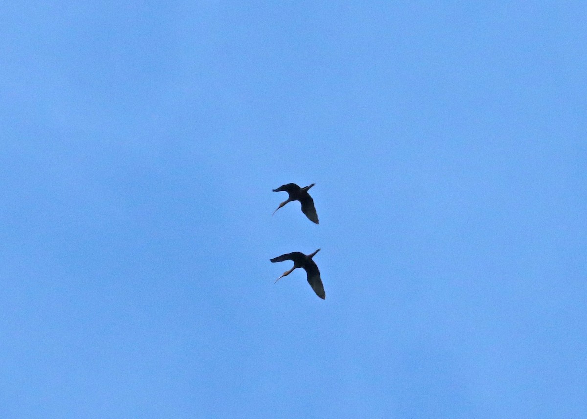 Glossy/White-faced Ibis - ML622724825