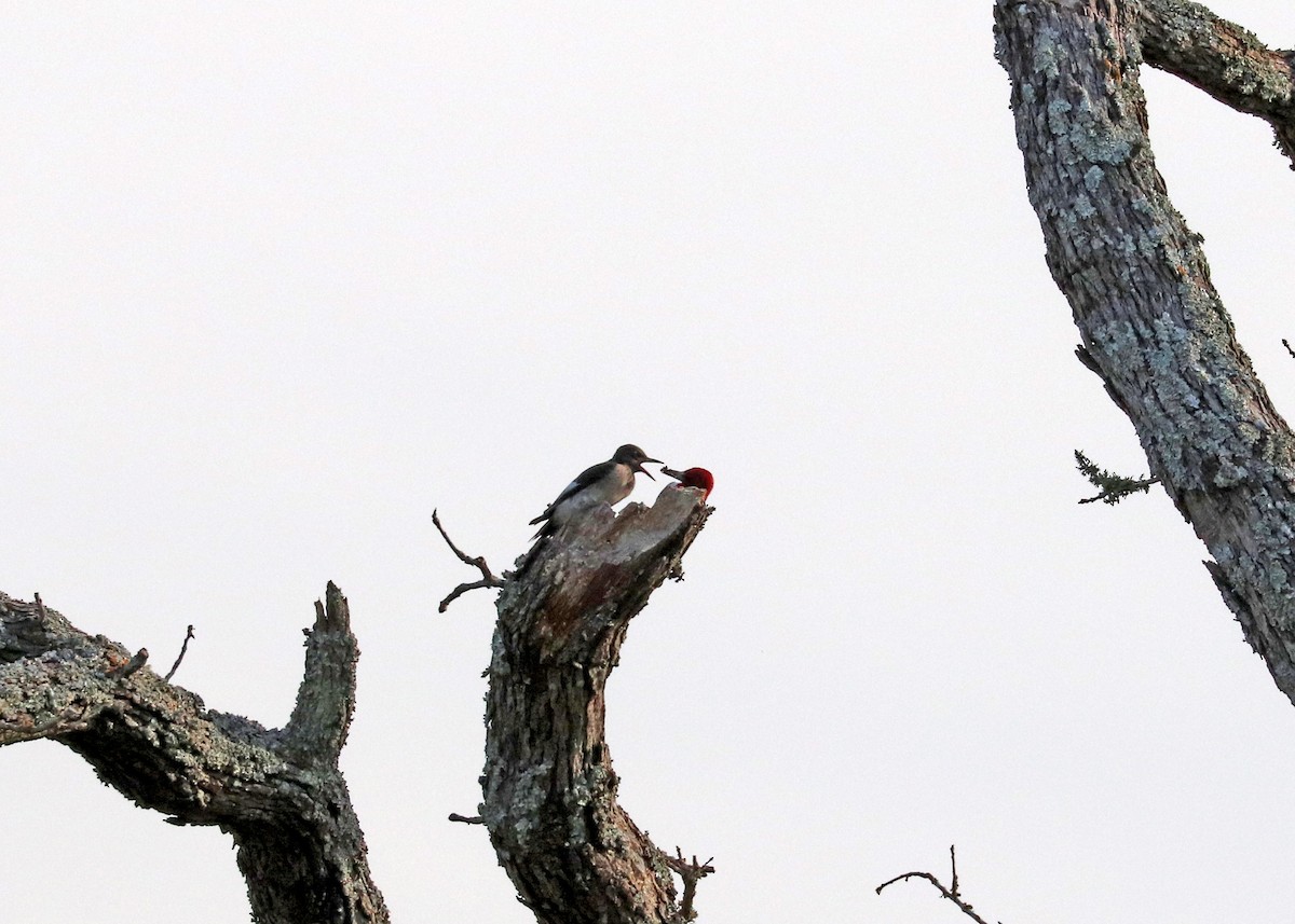 Red-headed Woodpecker - ML622724831