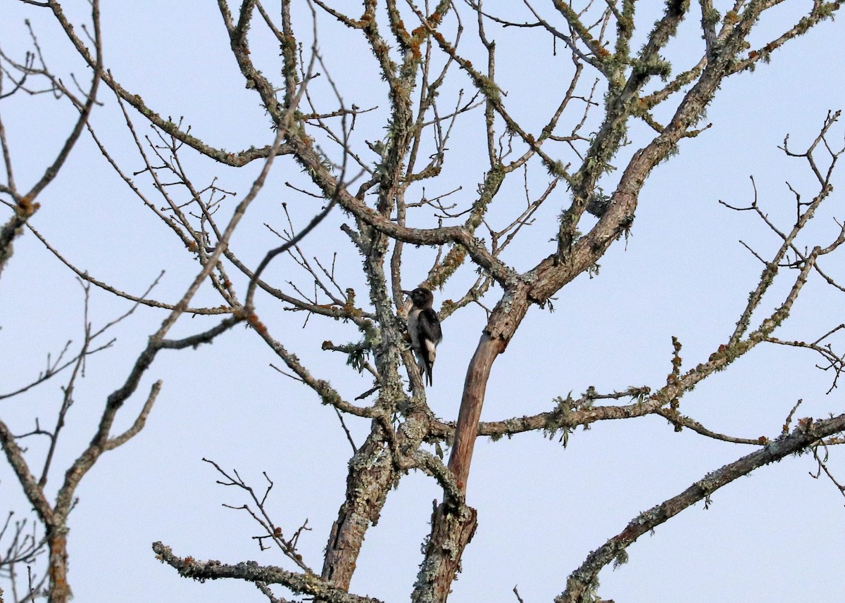 Red-headed Woodpecker - ML622724832