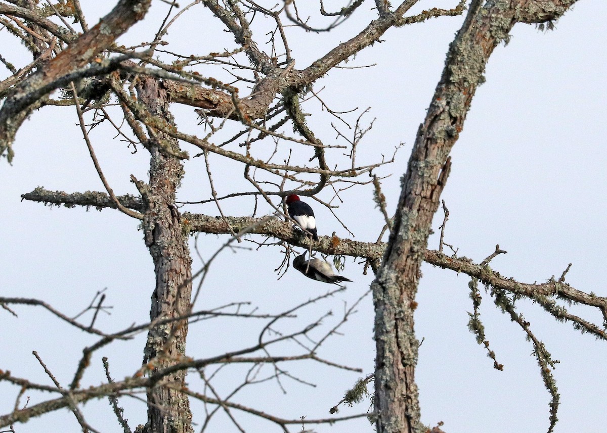 Red-headed Woodpecker - Noreen Baker